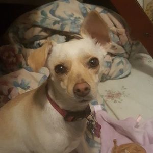 Meet your Posher, The easy life of coco